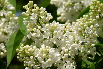 Картинка цветы сирень белый макро