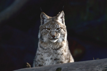 Картинка животные рыси кошка