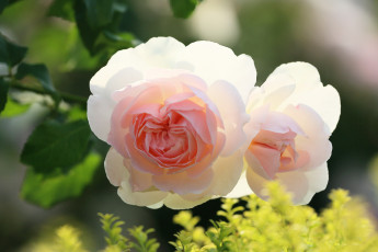 Картинка цветы розы