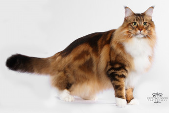 Картинка животные коты кот красавец