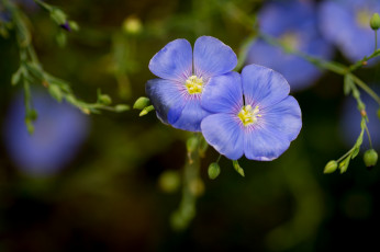 Картинка цветы луговые полевые лен голубой