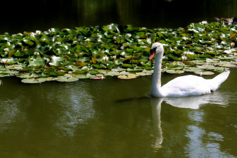 Картинка животные лебеди шипун нимфеи