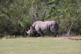 Картинка животные носороги носорог