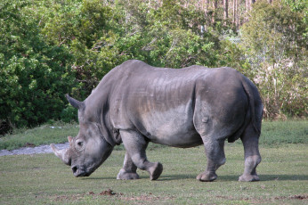 Картинка животные носороги носорог