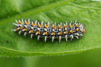 Картинка животные гусеницы пупырышки