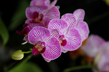 Картинка цветы орхидеи розовый