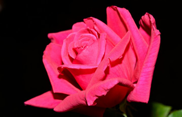 Картинка цветы розы лепестки малиновый