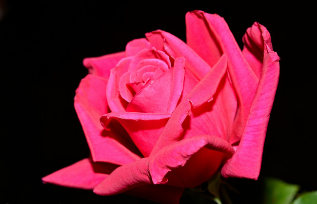 Обои картинки фото цветы, розы, лепестки, малиновый