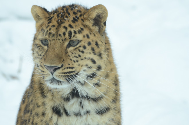 Обои картинки фото животные, леопарды, морда, амурский, леопард
