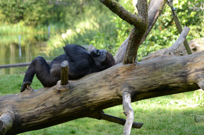 Обои картинки фото животные, обезьяны, горилла, деловой