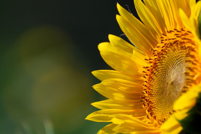 Обои картинки фото цветы, подсолнухи, желтый