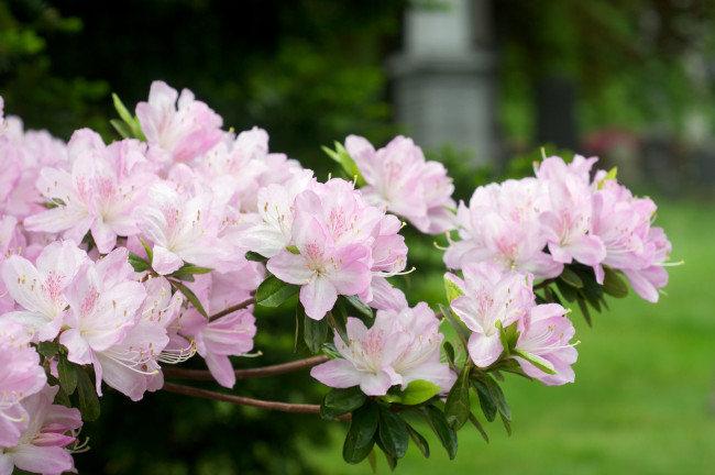 Обои картинки фото цветы, рододендроны, азалии, нежность, розовый