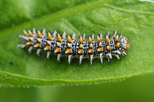 Обои картинки фото животные, гусеницы, пупырышки