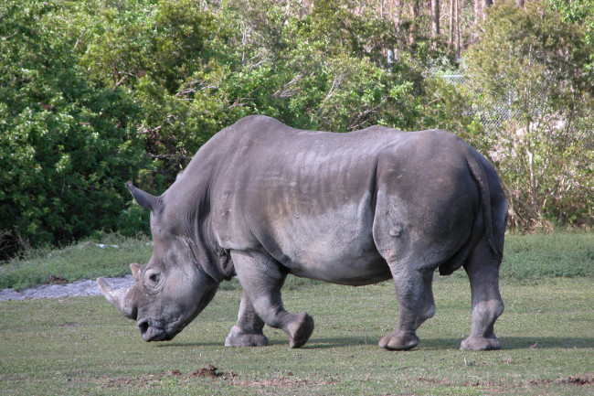 Обои картинки фото животные, носороги, носорог