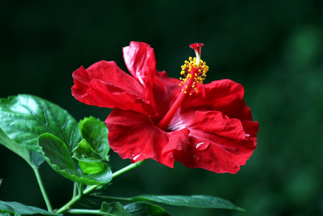 Обои картинки фото цветы, гибискусы, красный