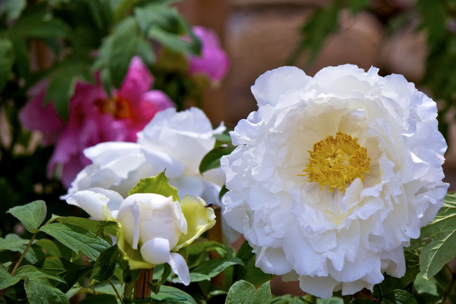 Обои картинки фото цветы, пионы, белый, пышный