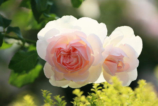 Обои картинки фото цветы, розы