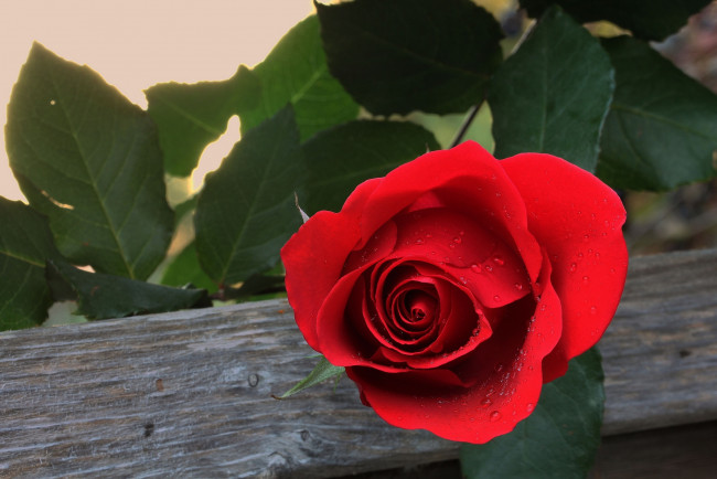 Обои картинки фото цветы, розы, лепестки, красная