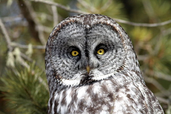 Обои картинки фото животные, совы, неясыть