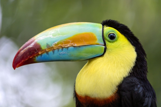 Обои картинки фото животные, туканы, клювик