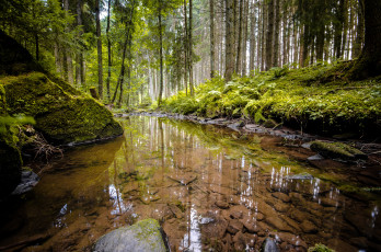 Картинка природа реки озера лес река