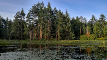 Картинка природа реки озера река лес