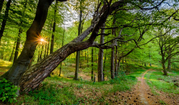 Картинка природа лес река