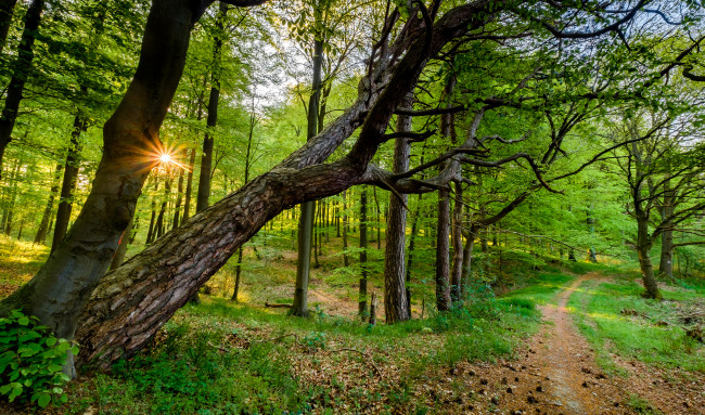 Обои картинки фото природа, лес, река