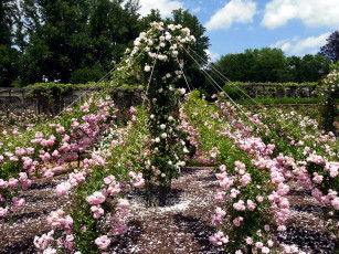 Картинка цветы розы розарий