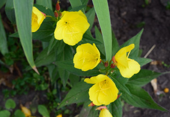 Картинка цветы желтый цвет