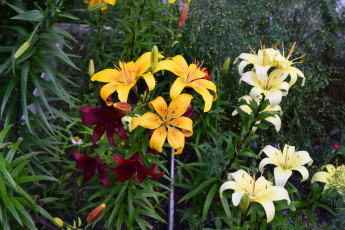 Картинка цветы лилии +лилейники разноцветные