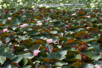 Картинка цветы лилии+водяные +нимфеи +кувшинки водяные лилии листья вода