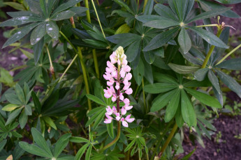 Картинка цветы люпин цветок