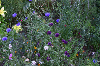 Картинка цветы разные+вместе цветок