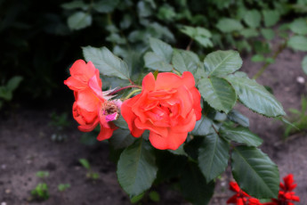 Картинка цветы розы цветок