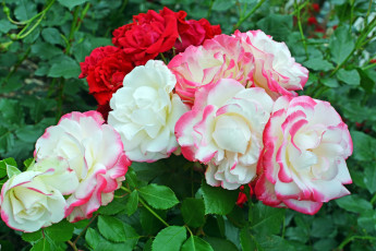 Картинка цветы розы цветок