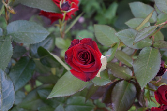 Картинка цветы розы красный цвет