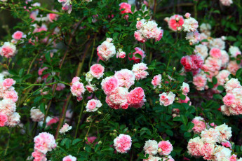 Картинка цветы розы розовый