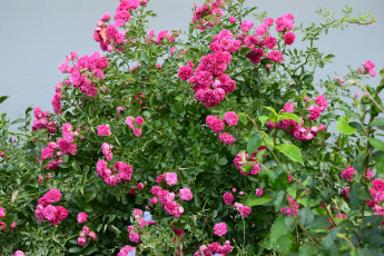 Картинка цветы розы розовый цвет