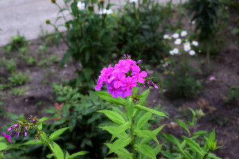 Картинка цветы сиреневый цвет