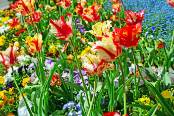 Картинка цветы тюльпаны разноцветные