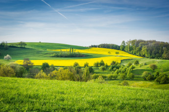 Картинка природа пейзажи трава деревья