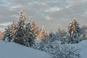 Картинка природа зима снег