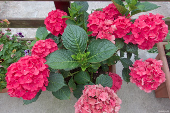 Картинка цветы гортензия цветение куст цвет