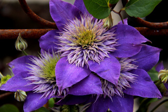 Картинка цветы клематис+ ломонос цветение клематис лепестки