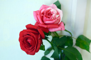 Картинка цветы розы дуэт