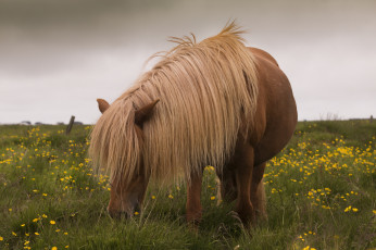 Картинка животные лошади хвост грива лошадь окрас