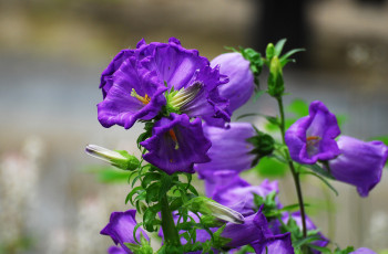 Картинка цветы колокольчики цвет листья цветение куст колокольчик