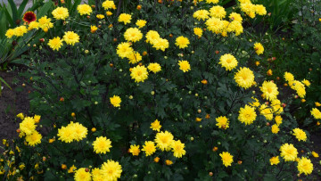 Картинка цветы астры желтый цвет