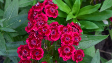 Картинка цветы гвоздики бордовый цвет